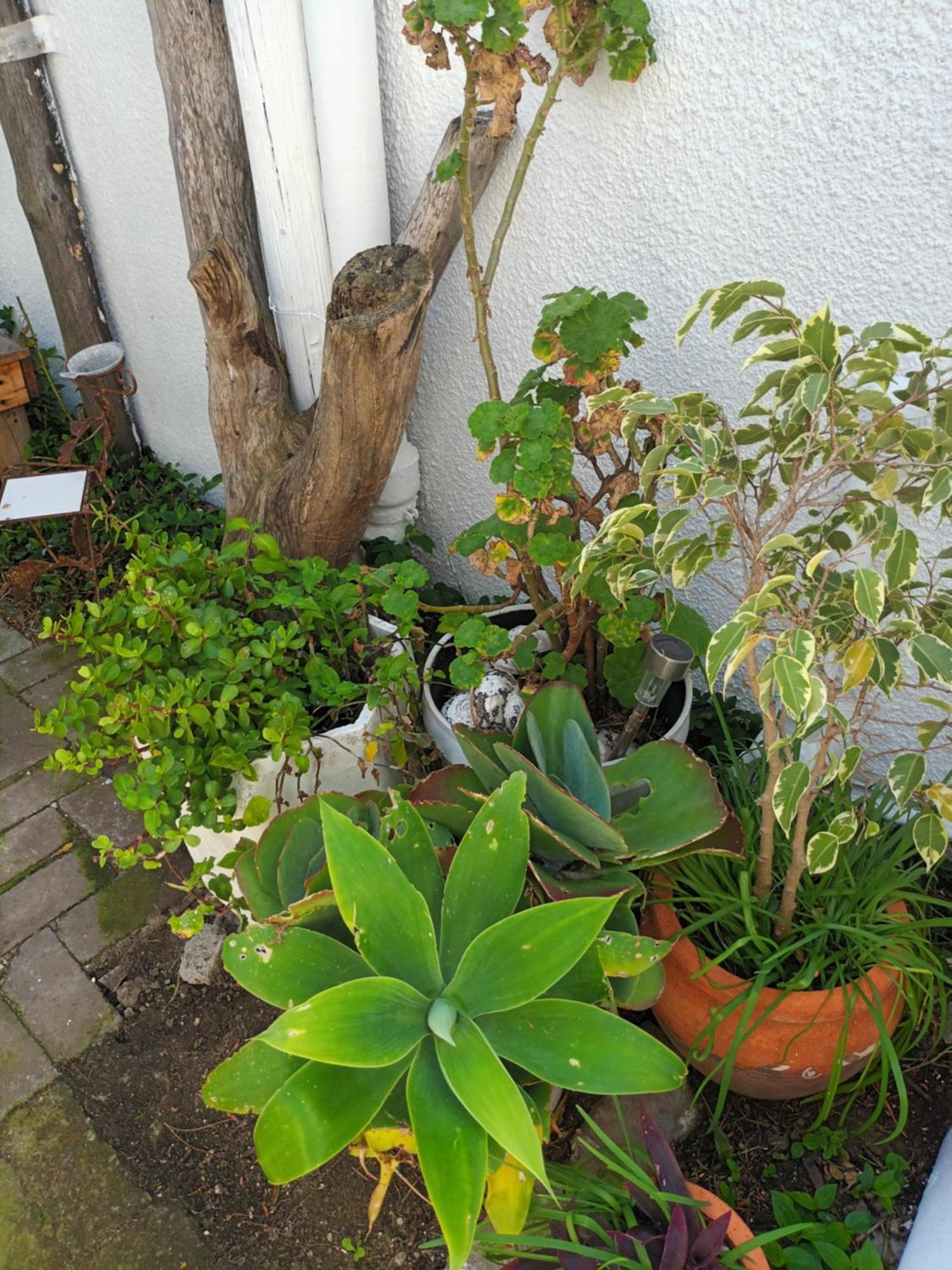 Self Catering Unit 7, Sandbaai Hermanus Bilik gambar